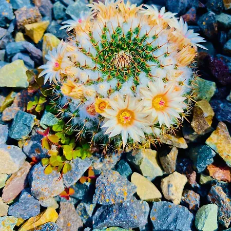 Διαμέρισμα Amber - Sunny